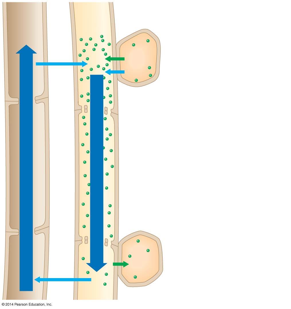 Vessel (xylem) ieve ource cell tube (leaf) (phloem) 1 Loading of sugar Bulk flow by negative pressure 2 1 Bulk flow by