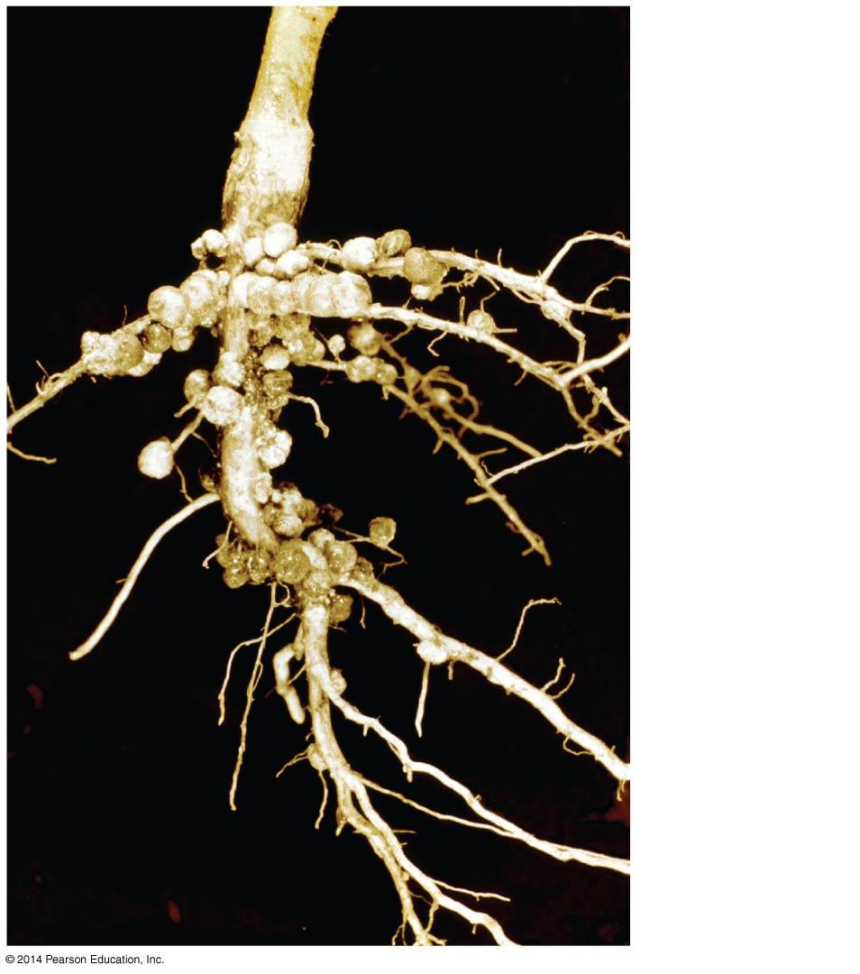 Nodules Roots 13 Epidermis Cortex Mantle (fungal sheath) 1.
