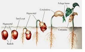 How Roots Develop When a seed germinates, the