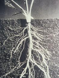 Tap root systems produce thick main roots that have much smaller branch roots.