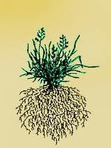 How Roots Develop Fibrous root systems produce many fine roots of