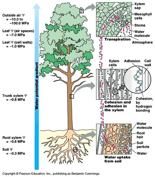 Fluid Movement in Xylem Root pressure forces water into xylem while transpiration pulls it up: