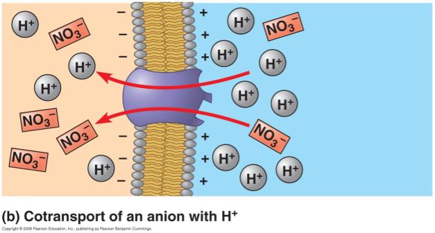 2. cotransport of anions transport protein couples H+