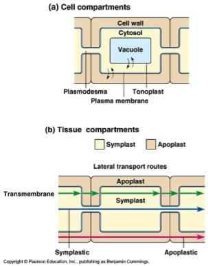 2. short distance transport cell to cell also known as lateral transport three ways: a.