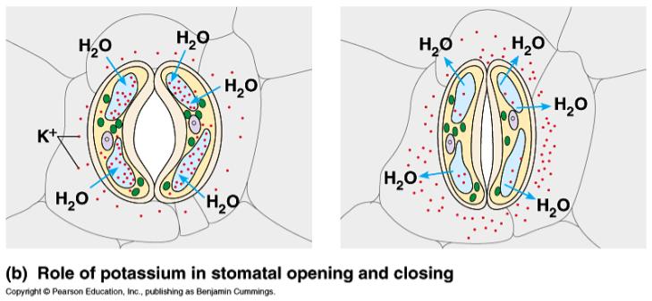 mechanism of stomatal opening and closing Transport of potassium across the plasma
