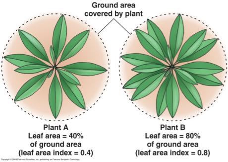 leaf area index = ratio of total upper leaf surface of a single plant divided by surface area of land,