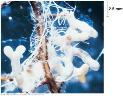 Root architecture: mychorrhizae mutualistic relationship between fungi and roots 80% of