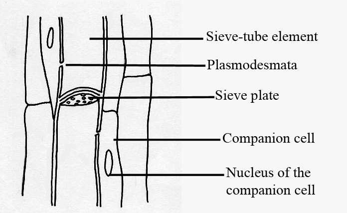 Phloem tissue It consist of sieve tube elements, companion cells, parenchyma cells and fibers inangiosperms Except fibers other phloem cells are living cells In seedless vascular plants and
