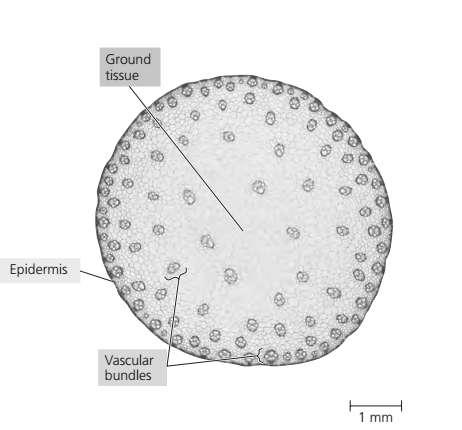 Sclerenchyma such as fibers are also present in the cortex to provide additional support. Vascular bundles arranged as a ring.