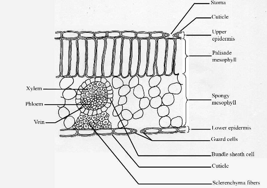 T.S of typical Dicot Leaf Structure of Stomata Stomata are pores surrounded by guard cells in the epidermis of the leaves and stems of plants which can open and close.
