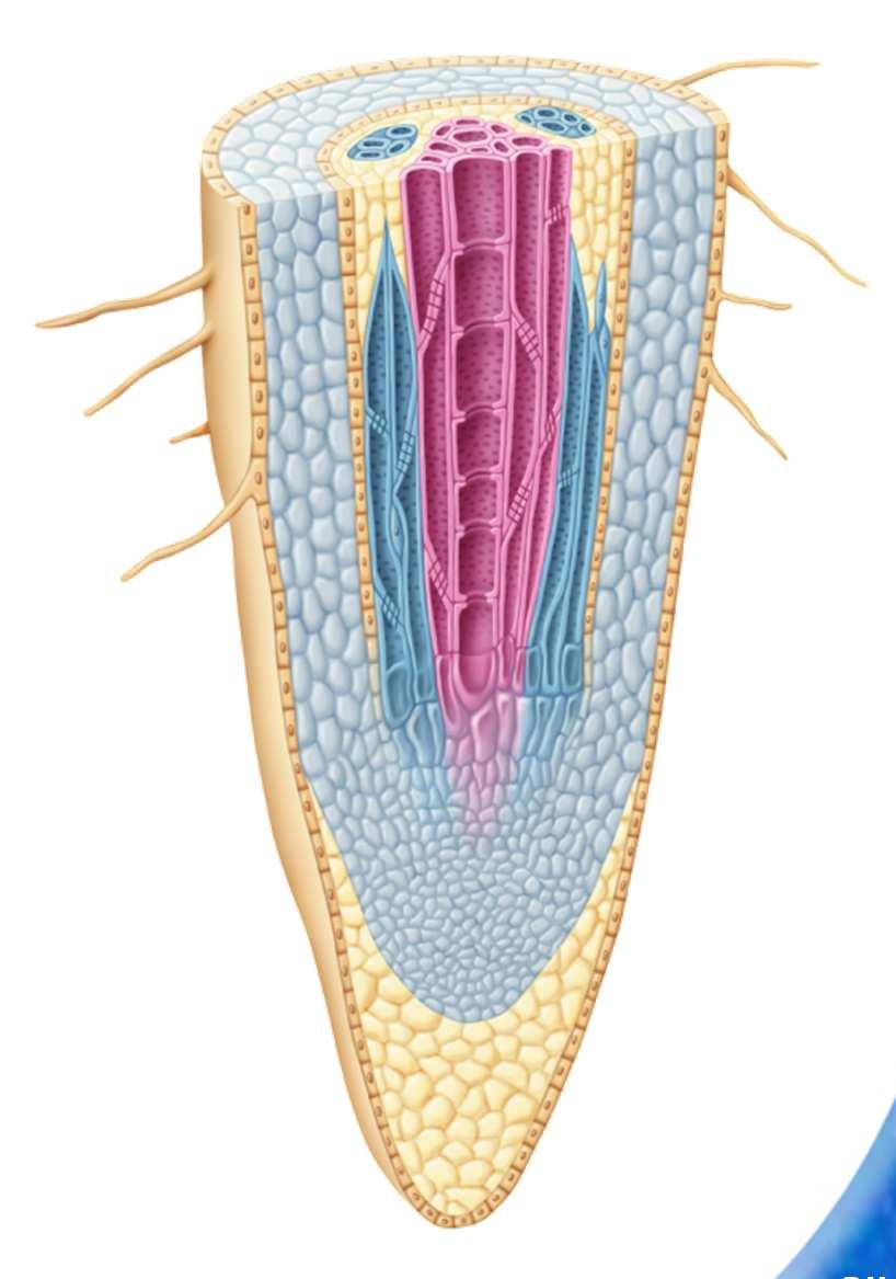 Root Structure and Growth Inside the epidermis is a layer of