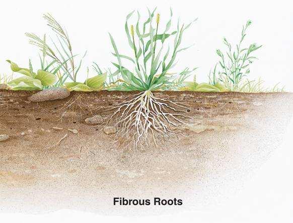 Types of Roots Fibrous roots branch to such an extent that no single root grows