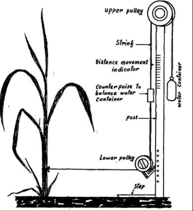 Slide 16 Lodging Idris et al., 1975 -In the presence of added nitrogen, plants may get top heavy, causing lodging.