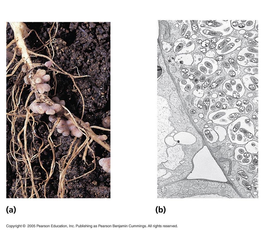 Symbiotic nitrogen fixation, involving roots and bacteria 5 µm Bacteroids