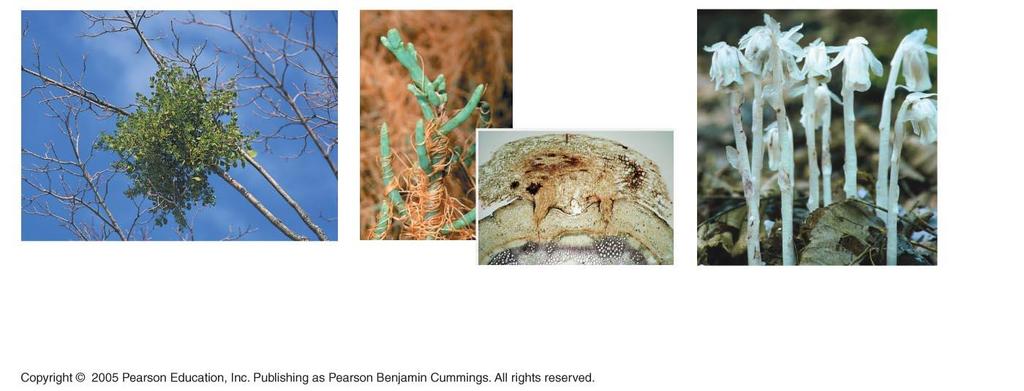 Parasitic plants: Some plants have nutritional adaptations that use other organisms in nonmutualistic ways Host s phloem Dodder