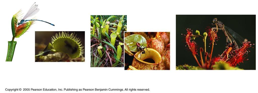 Carnivorous plants: Some plants have nutritional adaptations that use