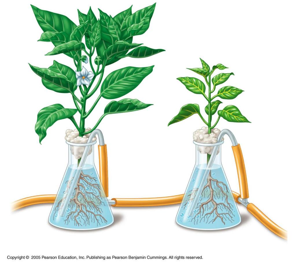 Researchers use hydroponic culture to determine which chemical elements are