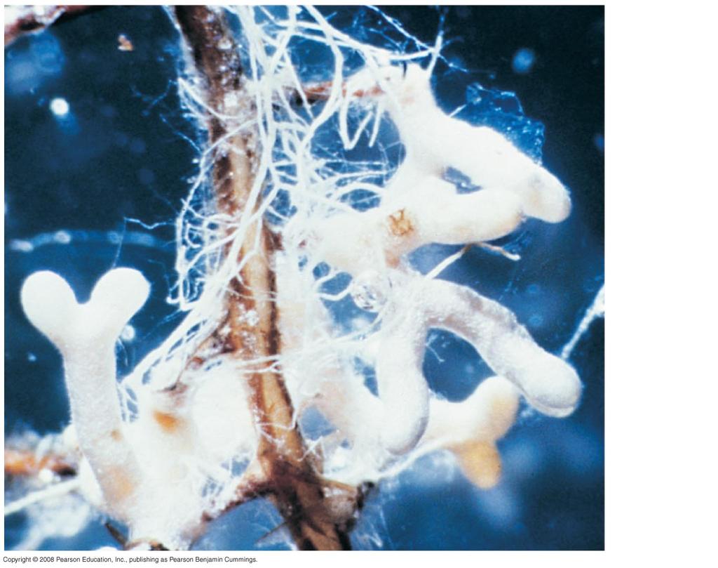 mycorrhiza, a symbiotic