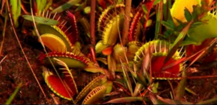 Check out the carnivorous plants video