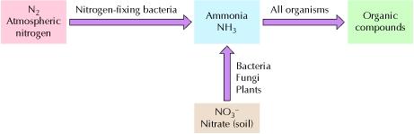 Who cares about nitrogen? All of life! It s a part of almost all biological molecules. So, the assimilation of nitrogen into organic compounds matters.