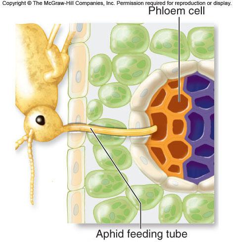 A direct hit Aphids can collect phloem sap