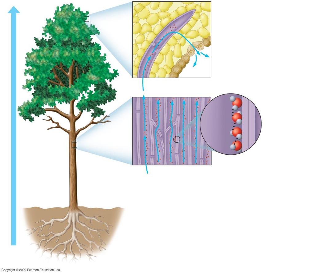 Xylem sap 1 Mesophyll cells Air space within leaf Stoma Outside air