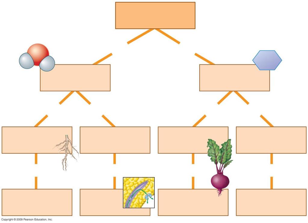 Transport in plants involves movement of water and minerals sugar from through