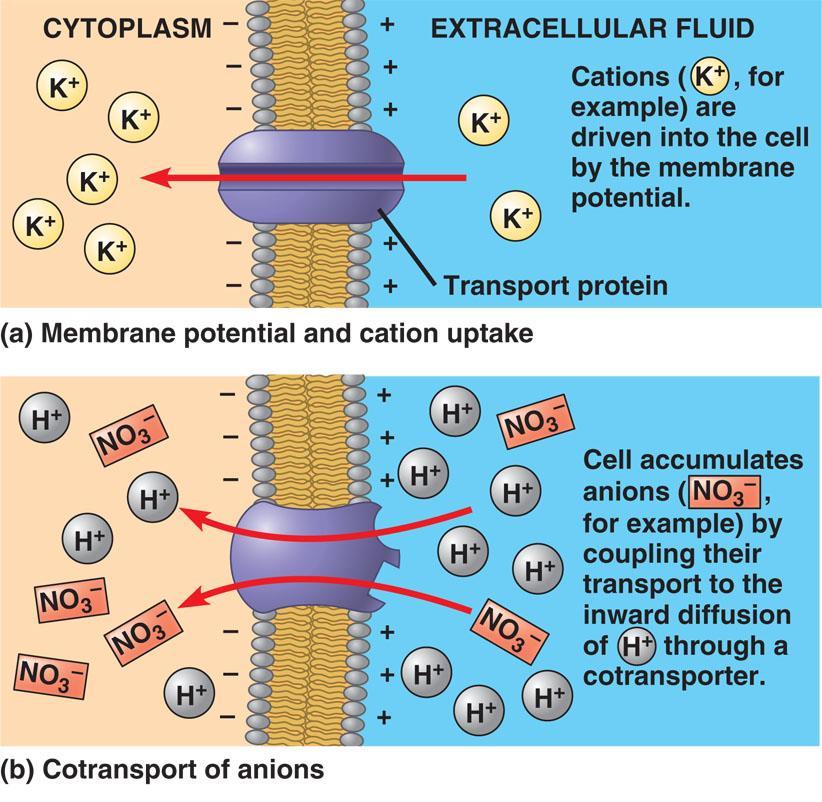 Mineral absorption Proton pumps active transport of H + ions out of cell chemiosmosis H + gradient creates membrane