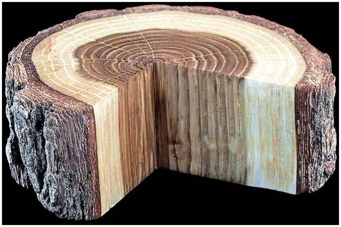 Heartwood and sapwood have different functions.