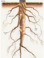 Types of Root Systems The two main types of root systems are: 1. taproot systems mainly in dicots ex. dandelions 2.