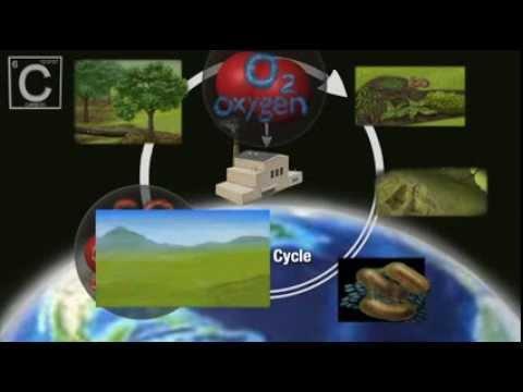 The Carbon Cycle Carbon is an element that cycles through the Earth System Carbon is part of the proteins, fats, and carbohydrates in living