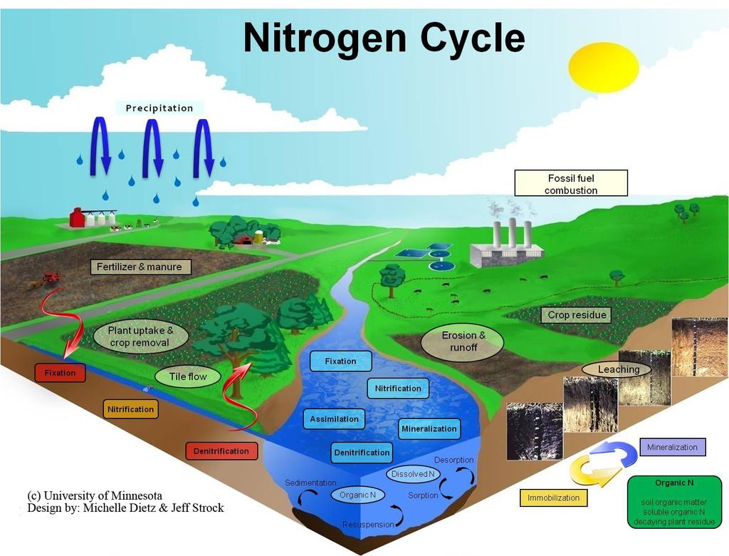 The Nitrogen Cycle Circulation of Nitrogen through the Earth s spheres is called the Nitrogen cycle Nitrogen is important for