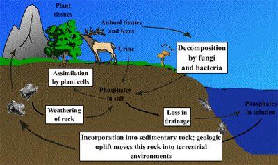 The Phosphorus Cycle Like the Carbon and Nitrogen Phosphorus is