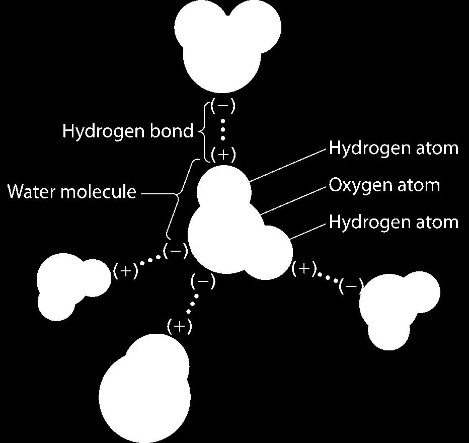 Hydrogen bonding gives water many unique properties: Cohesion/Adhesion Water