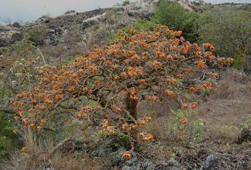 Erythrina sandwicensis Deciduous tree Keystone species of Hawaiian low land dry forest Important