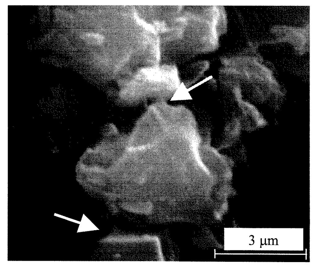 Electron Micrograph of