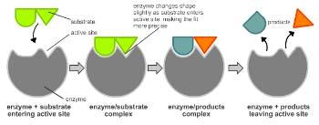 2. Koshland s induced-fit theory Koshland had advocated a theory to account for the specificity of enzymes.