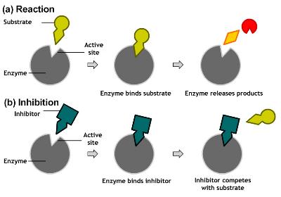 Non-competitive inhibitor Non-competitive inhibitors bind to a site other than the active site on the enzyme often to deform the enzyme, so that, it does not form the ES complex at its normal rate.