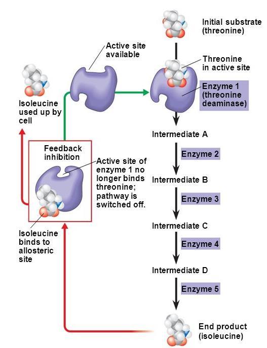 Feedback inhibition; the product of a metabolic pathway inhibits