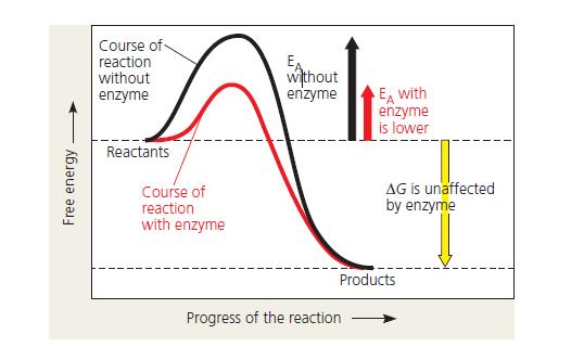 Enzymes speed up metabolic reactions by lowering energy barriers (pp. 152 157) In a chemical reaction, the energy necessary to break the bonds of the reactants is the activation energy, EA.