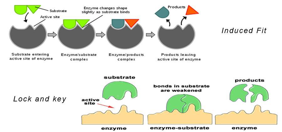 Induced-fit Model: In this model, when an enzyme binds to the appropriate substrate, subtle changes in the active