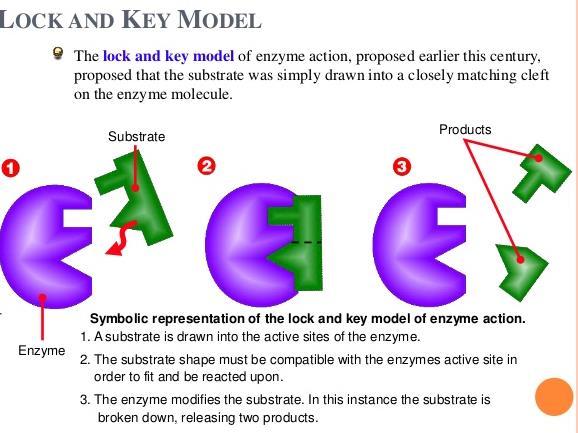 Lock and Key model; In this model, the enzyme temporarily binds the substrates to its active site and forms an enzyme-substrate complex.