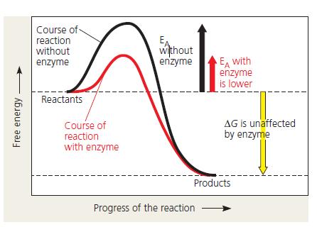 Enzymes speed up metabolic reactions by lowering energy barriers In a chemical reaction, the energy