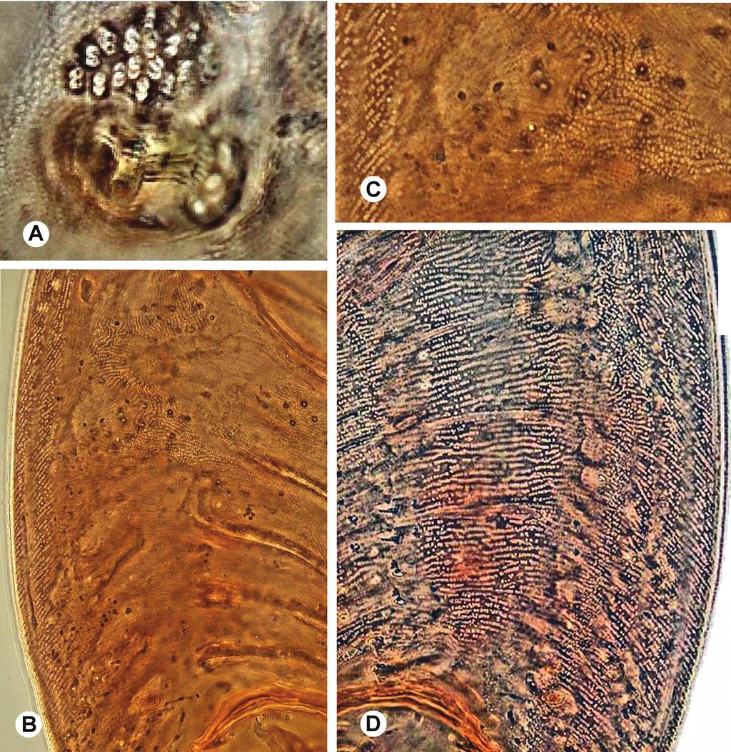 A new genus and species of armored scale Insecta Mundi 0218, March 2012 5 Figure 2. Protomorgania koebelei adult female (thorax and Abdomen).