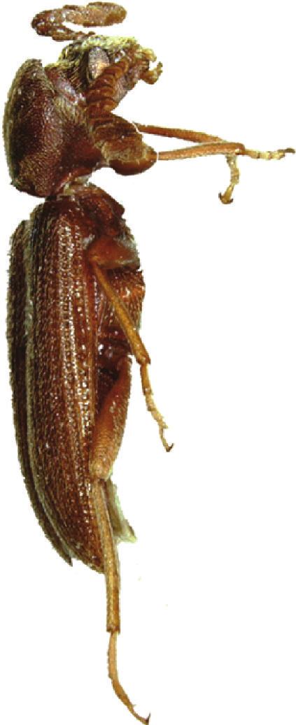 The teeth on the tarsal claws are very short (Figure 2(d)), not typically pectinate as in all other known Australian Alleculinae except the unrelated Hemicistela Blackburn and the simple-clawed