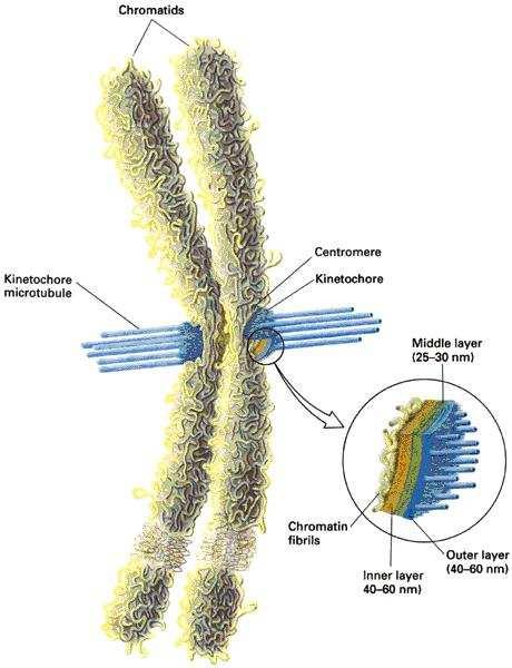 Chromosome/microtubule interactions Chromosomes are connected to microtubules (MT) at the KINETO-