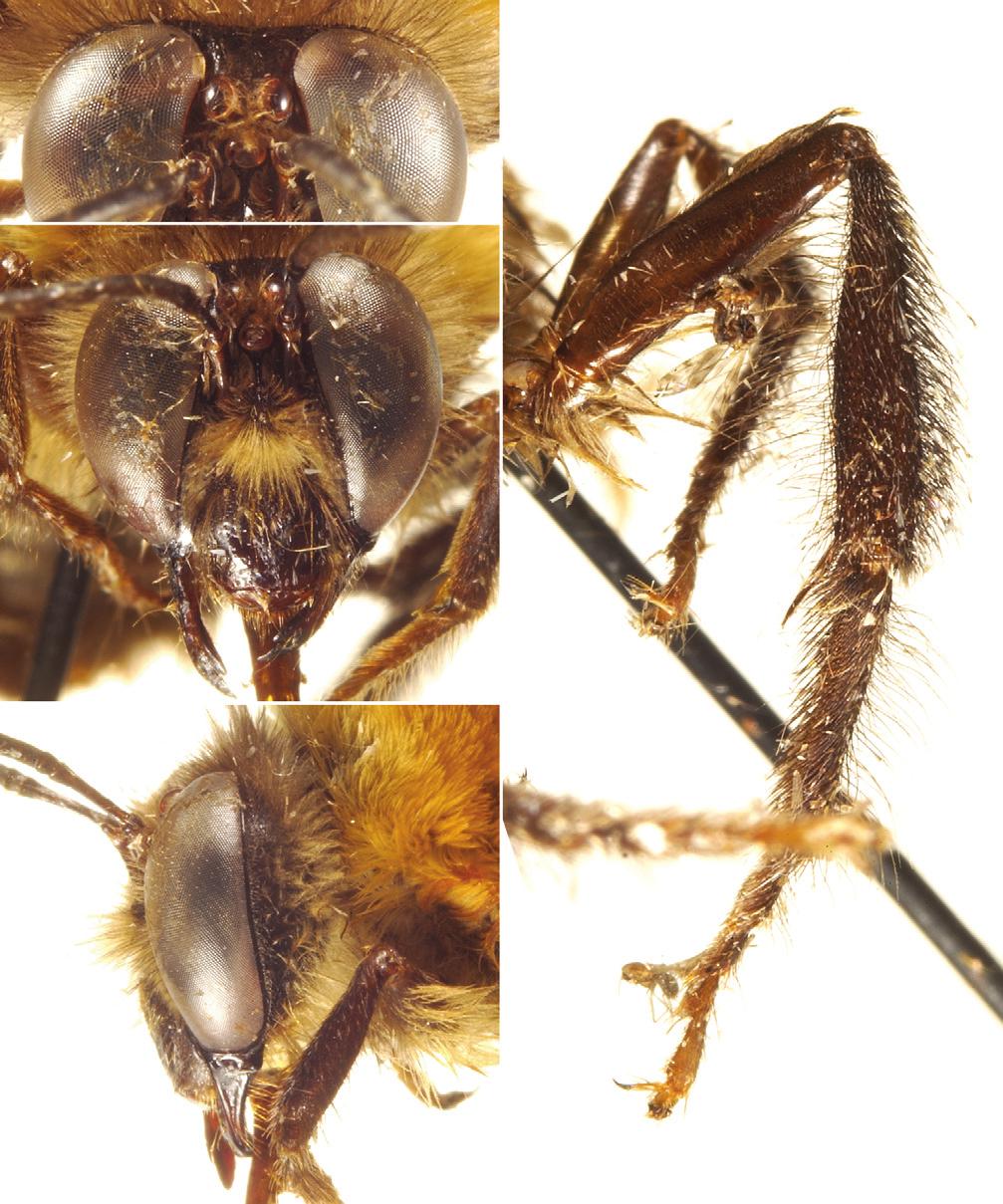 60 Charles D. Michener & Michael S. Engel / ZooKeys 5: 53-64 (2009) 5 6 7 8 Figs. 5-8. Male of Caupolicana (Zikanapis) wileyi sp. n. 5) Ocellar view. 6) Facial view. 7) Lateral aspect of head.