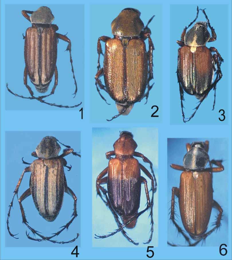 ZOOTAXA FIGURES 1 6. 1--- Macrodactylus costulatus Bates, male; 2--- M. sericeicollis Bates, male; 3--- M. sericinus Bates, male; 4--- M. suavis Bates, male; 5--- M.