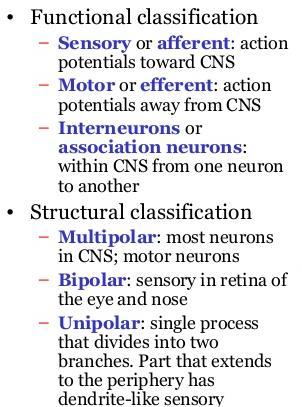 Neurons: