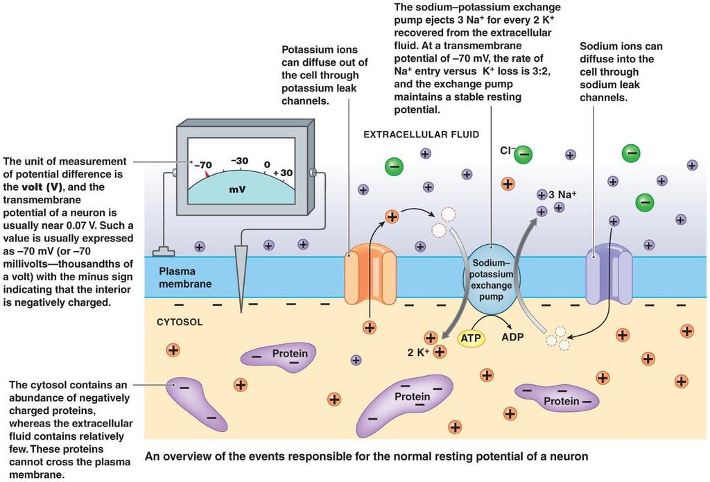 How neurons communicate: Resting potential: The resting membrane potential of a neuron is about -70 mv (mv=millivolt) - this means that the inside of the neuron is 70 mv less than the outside.